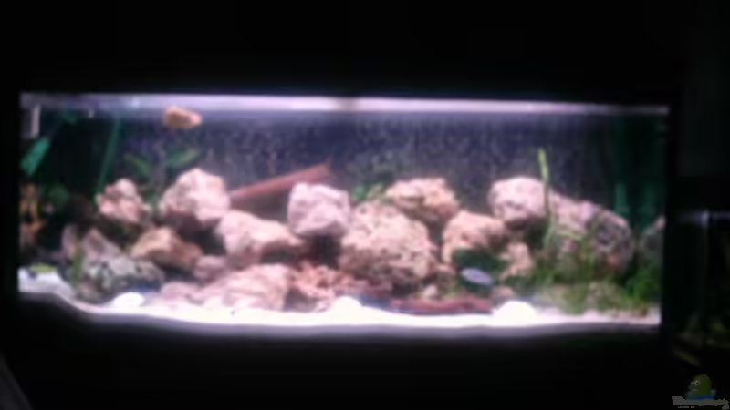 Aquarium Hauptansicht von Becken 303