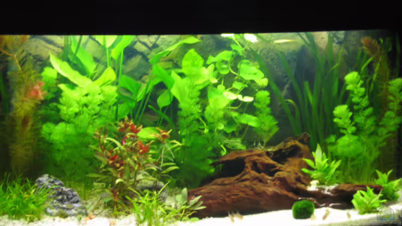 Aquarium Hauptansicht von Becken 3036