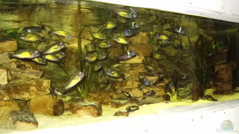 Aquarium Hauptansicht von Becken 3039