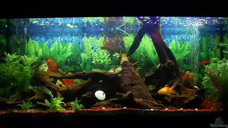 Aquarium Hauptansicht von Becken 3053