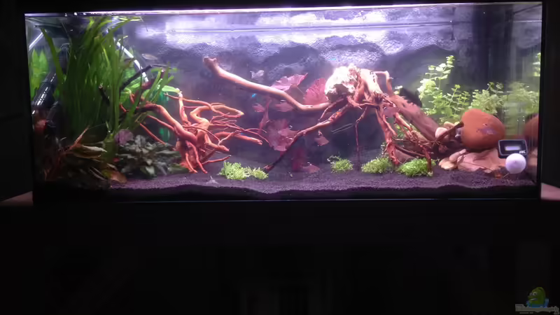 Aquarium Hauptansicht von Becken 30559 von Marcel Klein (1)