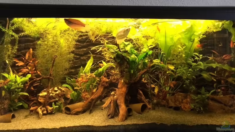 Aquarium Hauptansicht von Becken 30604 von Mesmerize (1)