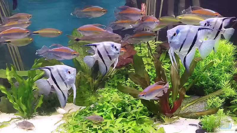 Aquarium Hauptansicht von Becken 30620 - Innerer Frieden von Grünhexe (1)