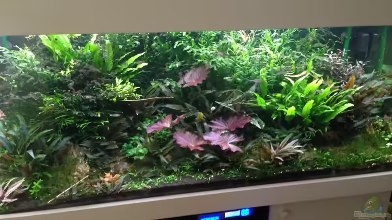 Aquarium Hauptansicht von Becken 30681