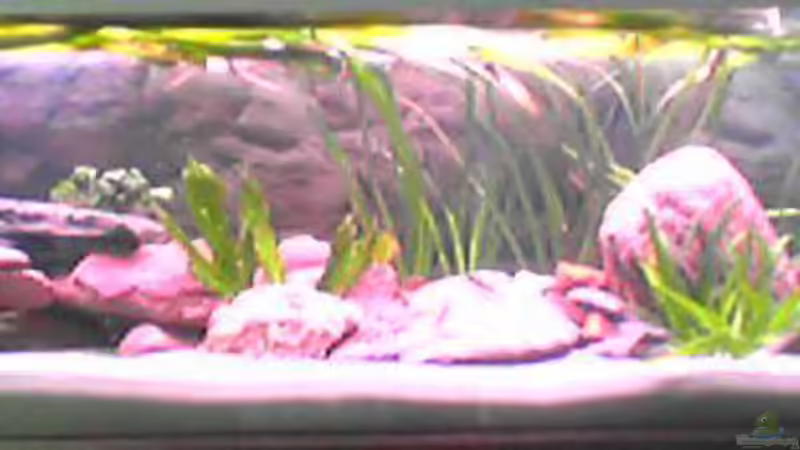 Aquarium Hauptansicht von Becken 307 von Jörg Götze (1)