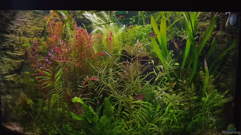 Aquarium Hauptansicht von Becken 30769 von Nobody (1)