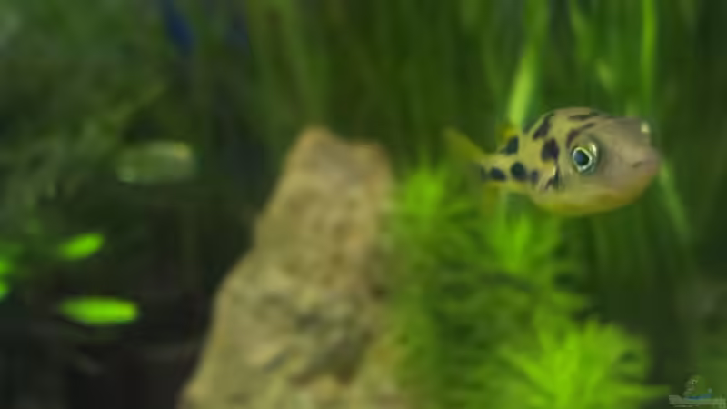 Aquarium Hauptansicht von Becken 30770 von Steffi scaped (1)