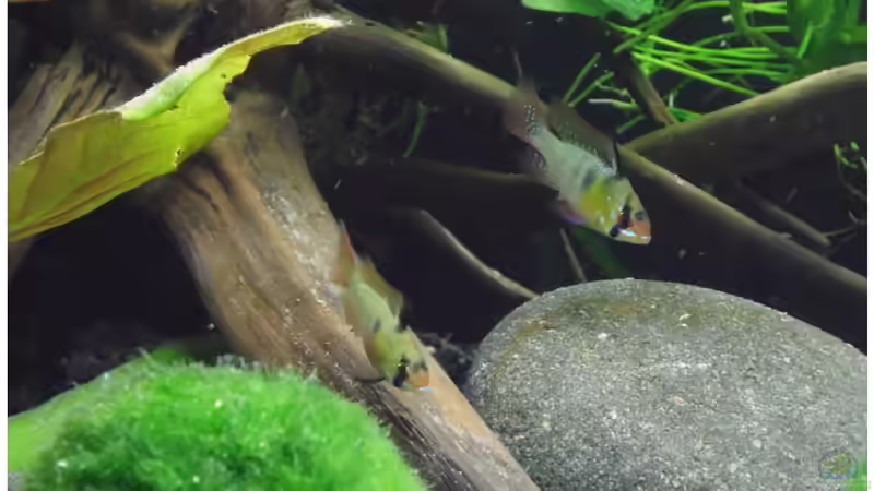 Aquarium Hauptansicht von Becken 30791