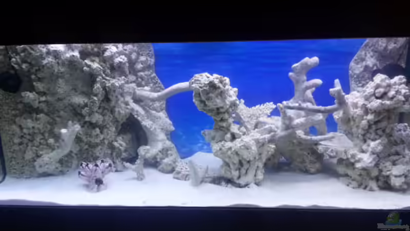 Aquarium Hauptansicht von Becken 30815 mein Traumriff im Wohnzimmer
