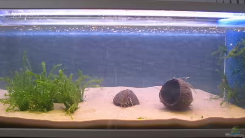 Aquarium Hauptansicht von Becken 3084 von Simone Truniger