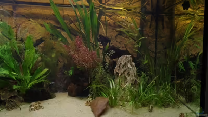 Aquarium Hauptansicht von Becken 30852 von Nobody (1)