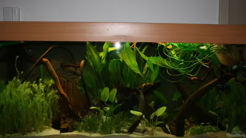 Aquarium Hauptansicht von Becken 30865 von DanielaP (1)