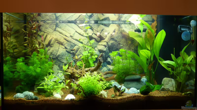 Aquarium Hauptansicht von Becken 30874 von ATinUN (1)