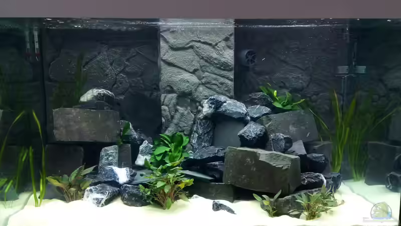 Aquarium Hauptansicht von Becken 30879 von DrMalawi