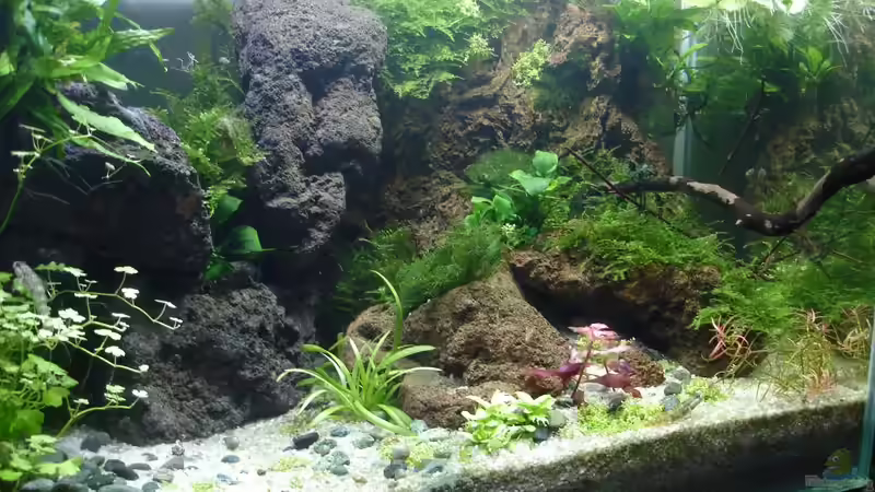 Aquarium Hauptansicht von Becken 30881 Weißwangengrundel-Becken von Grünhexe (1)