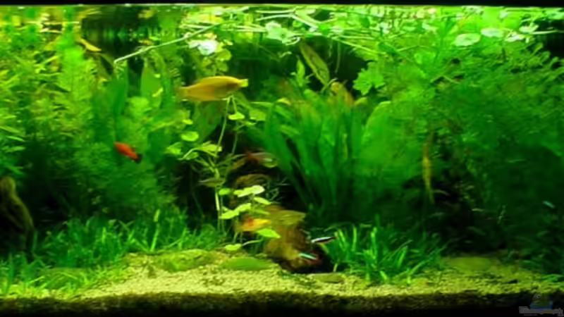 Aquarium Hauptansicht von Becken 3090 von Daniel Schilling (1)