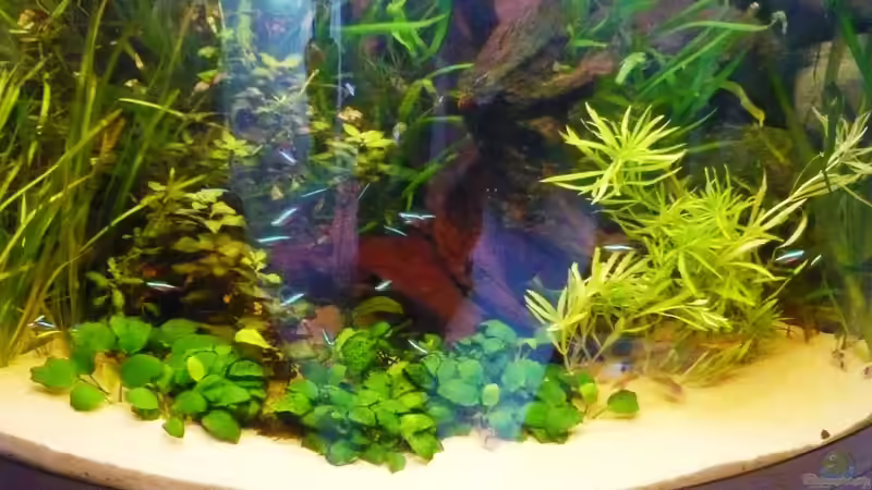 Aquarium Hauptansicht von Becken 3092