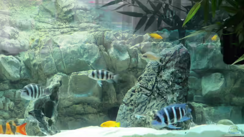 Aquarium Hauptansicht von Becken 30929 von eisbrecher (1)