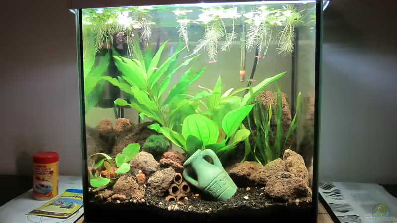 Aquarium Hauptansicht von Becken 30935 von RenSa (1)