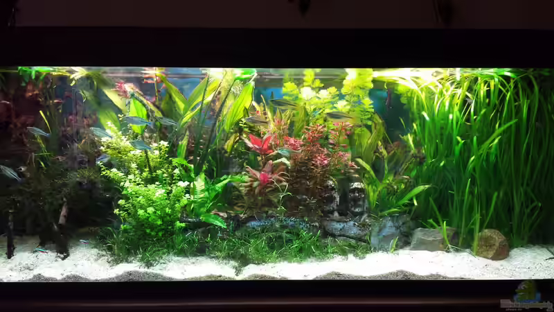 Aquarium Hauptansicht von Becken 30996