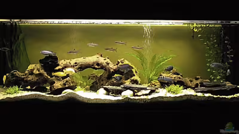 Aquarium Hauptansicht von Becken 31 von Stephan Loibl (1)