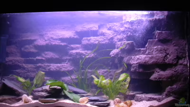 Aquarium Hauptansicht von Becken 3100