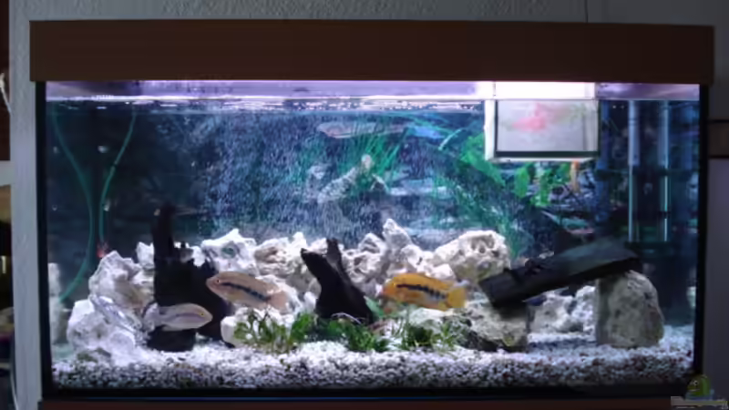 Aquarium Hauptansicht von Becken 3101 von Ralf Schaible (1)