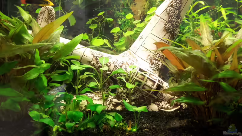 Aquarium Hauptansicht von Becken 31065 von Hans-Hubert (1)