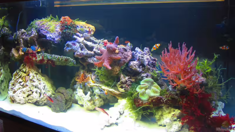 Aquarium Hauptansicht von Becken 31101