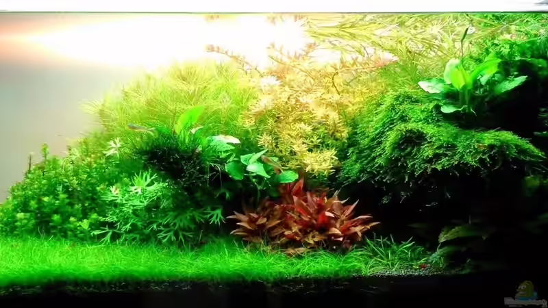 Aquarium Hauptansicht von Becken 31104 von NickHo (1)