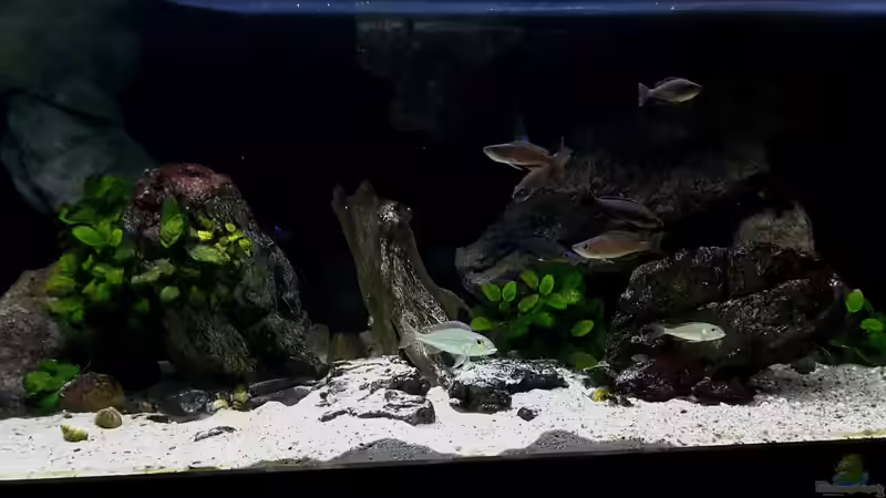 Aquarium Hauptansicht von Becken 31136 von Matze38 (1)