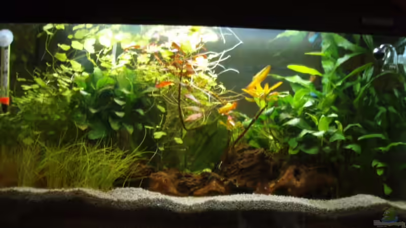 Aquarium Hauptansicht von Becken 3114 von Viktoria Bock (1)