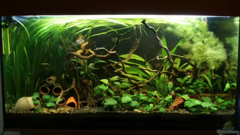 Aquarium Hauptansicht von Becken 3121
