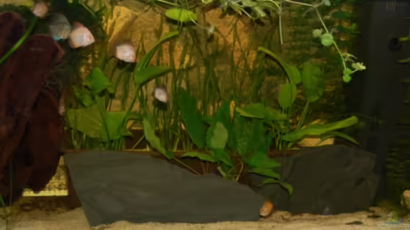 Aquarium Hauptansicht von Becken 3123