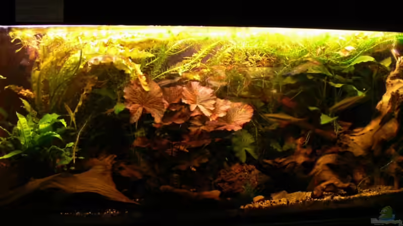 Aquarium Hauptansicht von Becken 3127 von René Leubecher (1)