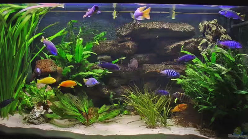 Aquarium Hauptansicht von Becken 313 von Andrea Wendel (1)