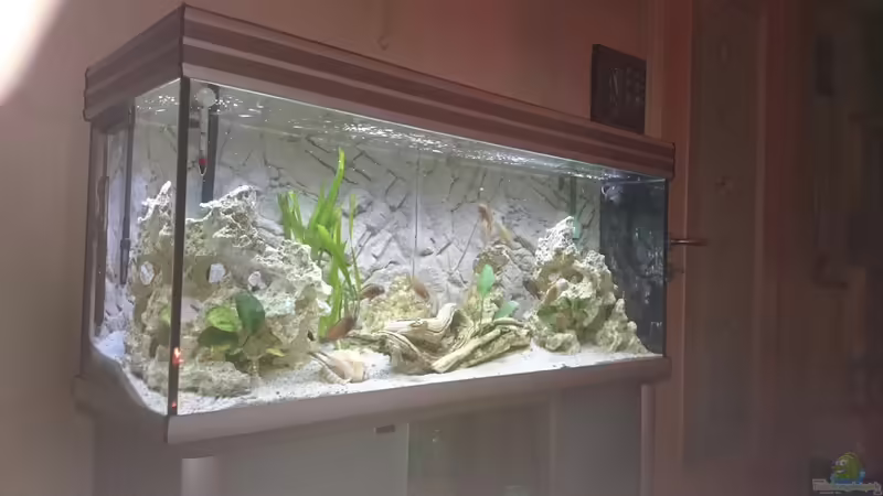 Aquarium Hauptansicht von Becken 31313 von Michael Lüdicke (1)