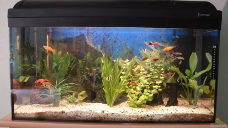 Aquarium Hauptansicht von Becken 3145