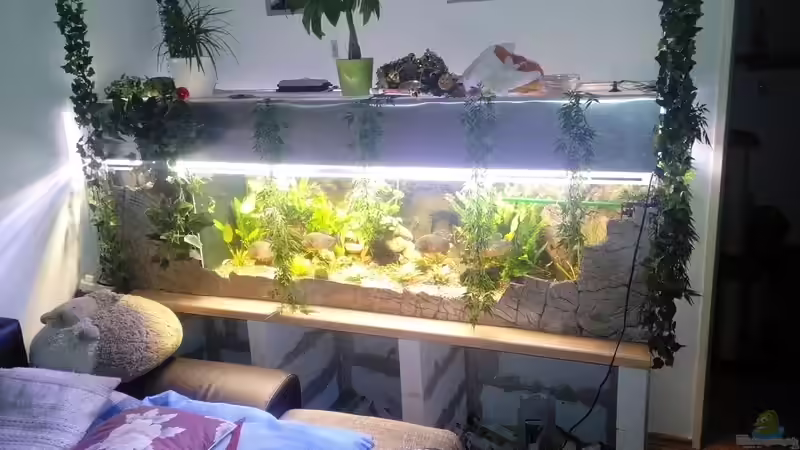 Aquarium Hauptansicht von Becken 31457 von Serrasalmus nattereri (1)