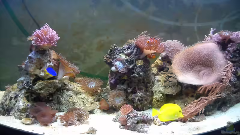 Aquarium Hauptansicht von Becken 31558