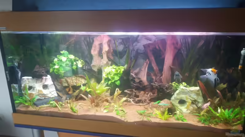 Aquarium Hauptansicht von Becken 31561 von Ronny Haeringer (1)