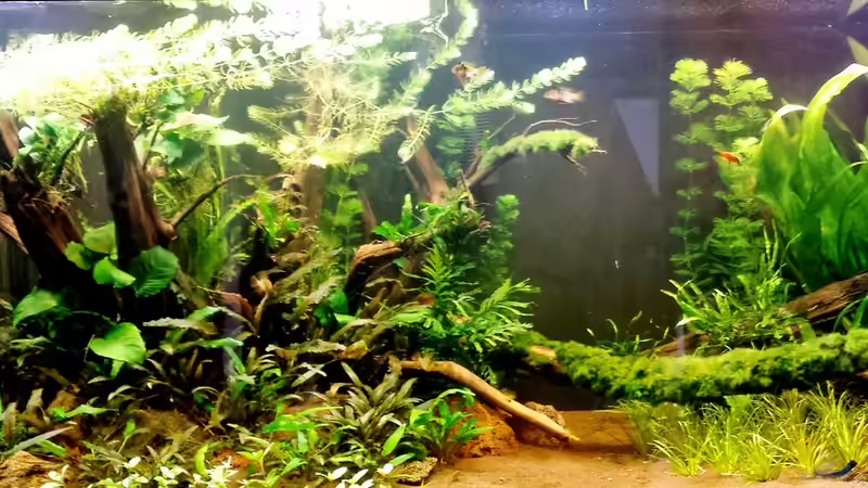 Aquarium Hauptansicht von Becken 31567 von hondatec (1)