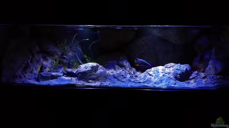Aquarium Hauptansicht von Becken 31627