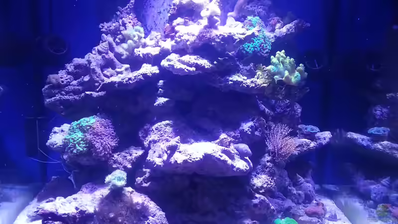 Aquarium Hauptansicht von Becken 31733 von Cuny (1)