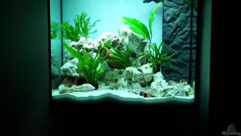 Aquarium Hauptansicht von Becken 31753 von Stabheuschrecke23 (1)