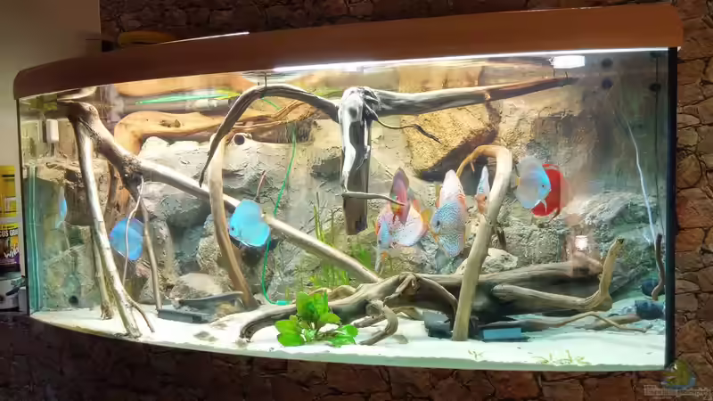 Aquarium Hauptansicht von Becken 31764