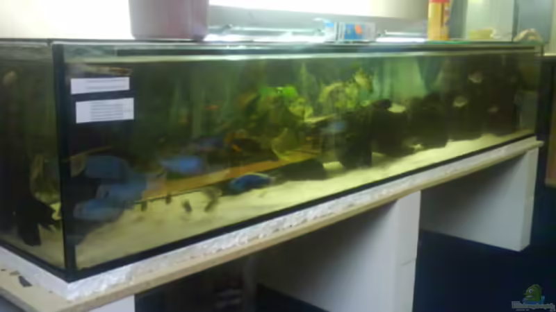 Aquarium Hauptansicht von Becken 3183 von Heikos-Malawizucht (1)