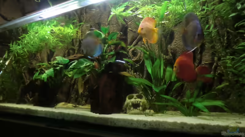 Aquarium Hauptansicht von Becken 31857 von Zugbremser72 (1)