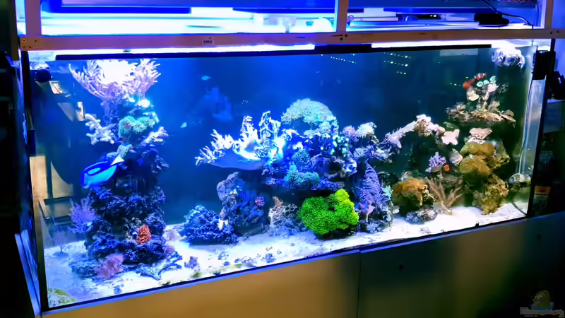 Aquarium Hauptansicht von Becken 31865