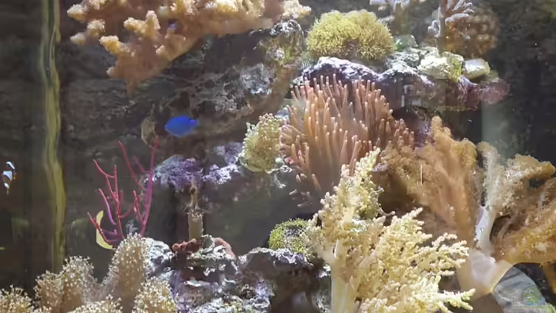 Aquarium Hauptansicht von Becken 31866